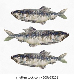 Herring fish. Watercolor painting on white background.