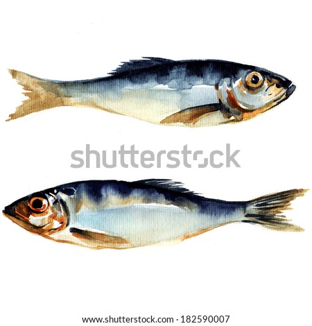 herring fish. watercolor painting on white background