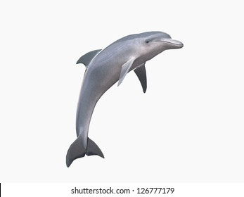 HI res Dolphin isolated on a white background
