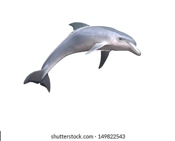 HI res Dolphin isolated on a white background
