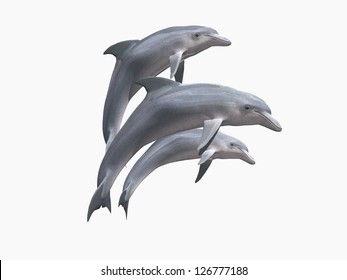 HI res Dolphins isolated on a white background - Powered by Shutterstock