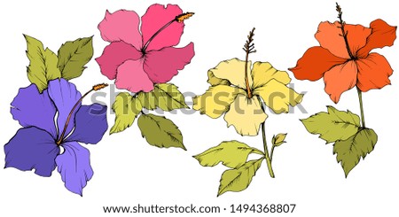 Hibiscus floral botanical flower. Exotic tropical hawaiian summer. Engraved ink art. Isolated hibiscus illustration element on white background.