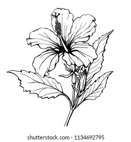 Hibiscus flower (also known as rose Althea Sharon  rose mallow) Black   white outline illustration hand drawn work isolated white background 