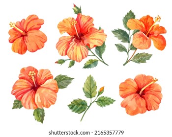 Hibiscus Flowers Collection. Exotic Floral. Hand Drawn Gouache Botanical Illustration.