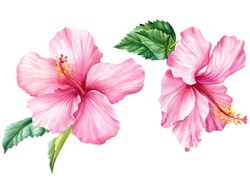 Hibiscus Set, Isolated White Background, Watercolor Illustration, Pink Flower