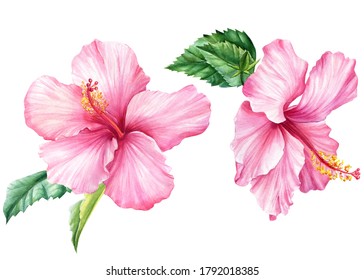 Hibiscus set, isolated white background, watercolor illustration, Pink flower