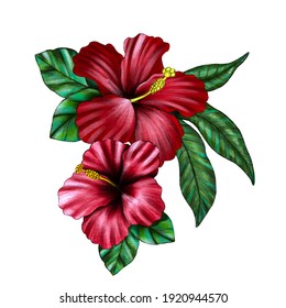 Hibiscus Tropical Flower Watercolor Illustration