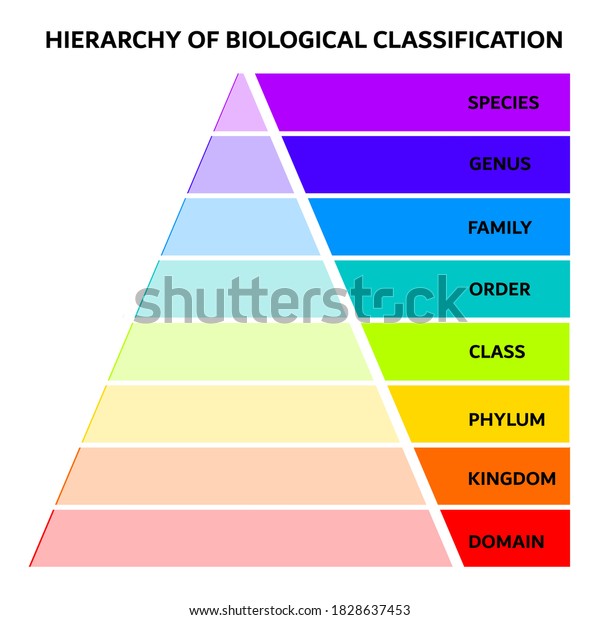 Hierarchy Biological Classification Colorful Layers Stock Illustration ...