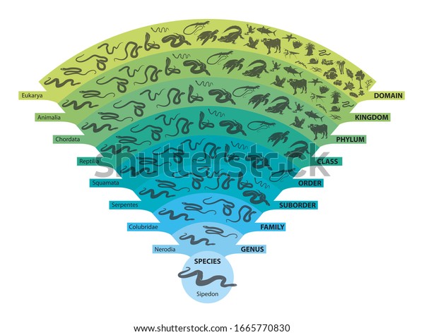 Hierarchy Biological Classifications Major Taxonomic Ranks Stock ...