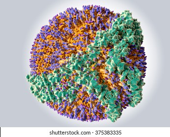 High Density Lipoprotein (HDL)
Color Code: Protein ApoA (green), Phospholipids (orange With A Blue Cap), Cholesterol (orange With A Violet Cap)