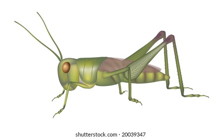 High Detailed Illustration Grasshopper Isolated On Stock Illustration ...