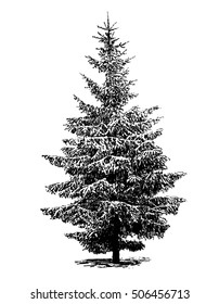 High Detailed Pen And Ink Drawing Of Winter Spruce Tree, Isolated On White Background.