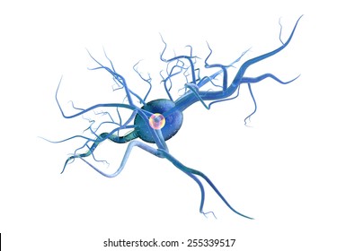High Quality 3d Render Of Nerve Cell Isolated On White Background