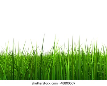 Field Green Grass On White Background Stock Vector (Royalty Free) 703458247