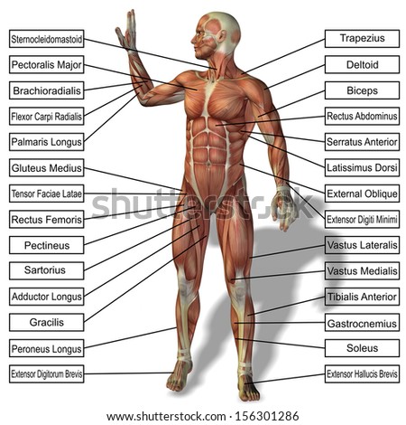 High resolution concept or conceptual 3D human anatomy and muscle isolated on white background as a metaphor to body,tendon,spine,fit,builder,strong,biological,skinless,shape,posture,health or medical
