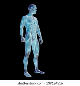 Male Anatomy Model Hd Stock Images Shutterstock