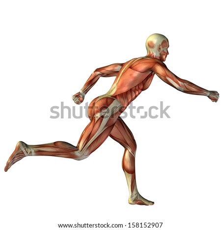 High resolution concept or conceptual human or man 3D anatomy body with muscle isolated on white background as a metaphor to medicine,sport,male,muscular,medical,health,biology or fitness