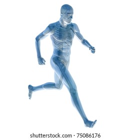 High resolution conceptual 3D human ideal for anatomy,medicine and health designs, isolated on white background. It is a man made of a skeleton and a transparent blue body as in a x-ray