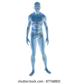 High resolution conceptual 3D human ideal for anatomy,medicine and health designs, isolated on white background. It is a man made of a skeleton and a transparent body as in a x-ray