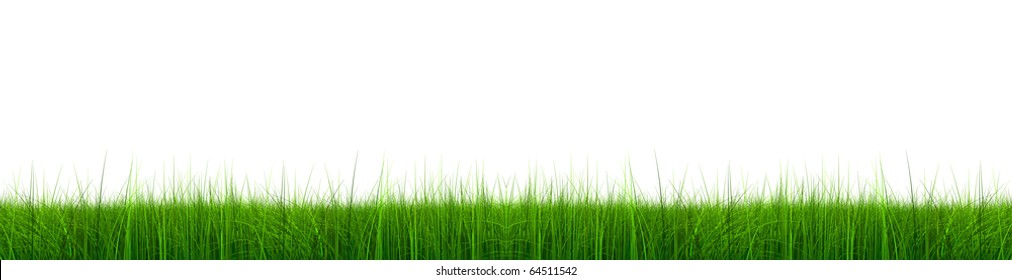 High resolution green grass isolated on a white background