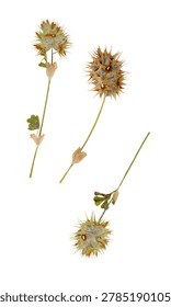 High resolution scan botanical specimens trifolium stellatum starry clover isolated white background. Dried pressed flowers wild clover plants herbarium collection nature flora. Natural organic