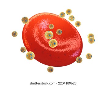 High-density Lipoprotein Particles (HDL) Also Known As Good Cholesterol And Red Blood Cell (Erythrocyte), 3d Illustration Isolated On White