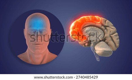 Higher Mental Processing in Frontal Brain Region 3D Illustration