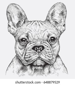 Highly detailed hand drawn French Bulldog illustration