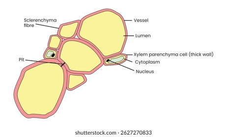 High-quality vector illustration of a transverse section of xylem tissue in plants. The diagram highlights major components including xylem vessels, lumen, pits, sclerenchyma fibres, and xylem 