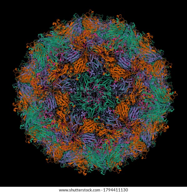 High-resolution crystal structure of
Coxsackievirus A24v, 3D cartoon model, black background. Different
colors correspond to the different capsid
proteins.