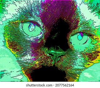 Himalayan is breed sub  breed long  haired cat sign illustration pop  art background icon and color spots