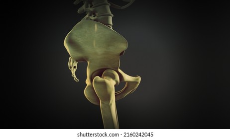 The Hip Bone Or Coxal Bone.3d Illustration.