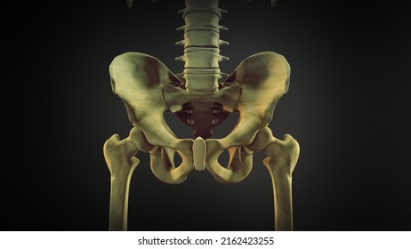 The Hip Bone Or Coxal Bone.3d Illustration.