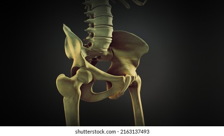 The Hip Bone Or Coxal Bone.3d Illustration.