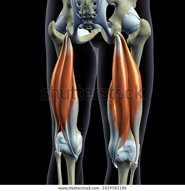 Hip Bones and Hamstring Muscles Isolated, Male\
Posterior 3D Rendering on\
Black