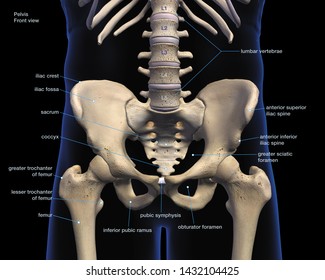 Ischium Images, Stock Photos & Vectors | Shutterstock