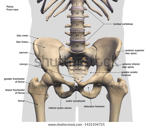Hip Bones Labeled Anatomy Front View, 3D Rendering\
on White