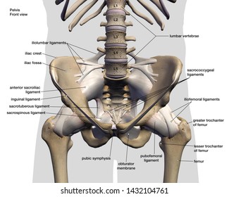 Hip Bones and Ligaments Labeled Anatomy Front View, 3D Rendering on White