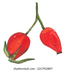 Hip Brier Red Berries Hand Painted Gouache Illustration. Autumn Clipart. Fall Seasonal Decor. Food, Recipe, Cooking Book Graphic Elements