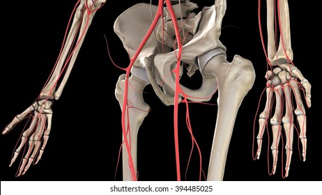 hip, circulatory system