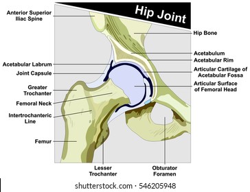 Hip Joint Anatomy Diagram Figure Anatomical Structure Consist Of Femur And Hip Bone Of Human Body With All Parts And Capsule Cross Section Figure For Medical Education Concept