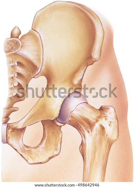 Hip Joint Bones Situ Stock Illustration 498642946