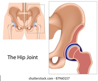 Hip Joint Structure