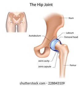 Hip joint structure labeled.