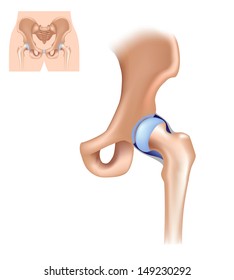 Hip Joint Structure, Unlabeled