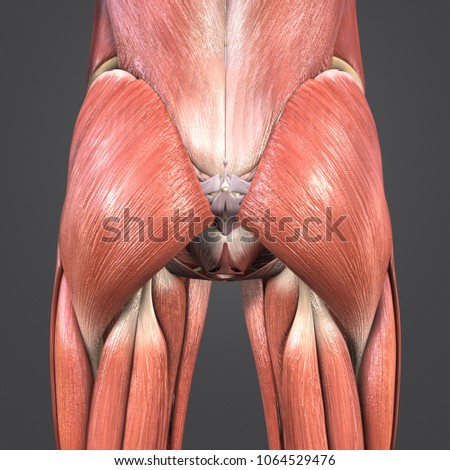 Hip Muscle Anatomy Skeleton Posterior View Stock Illustration