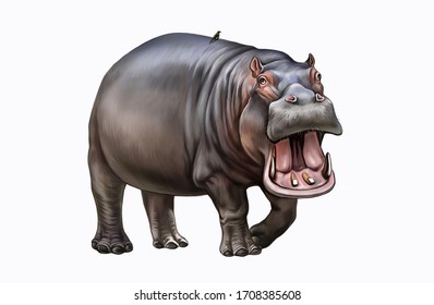 hippo stands with open mouth and with a bird on its back, realistic drawing, illustration for the encyclopedia of tropical animals, isolated character on a white background