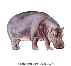 Hippopotamus. Hippo isolated on white background. Watercolor. Illustration. Template Clip-art.