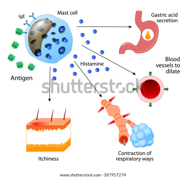 Histamine.\
local immune responses. Allergic\
reaction