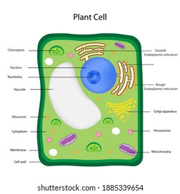 190 Cell sap Images, Stock Photos & Vectors | Shutterstock